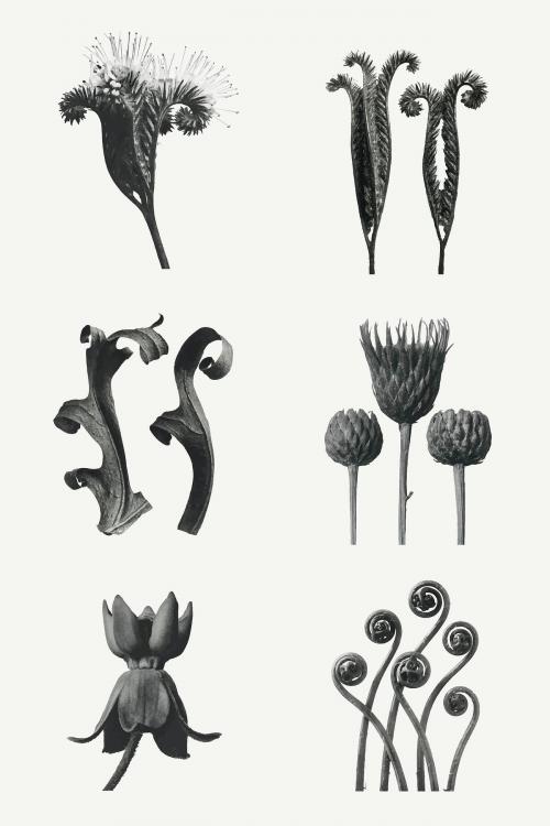 Black and white macro plant photography set vector - 2225165