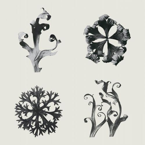 Black and white macro plant photography set vector - 2225166