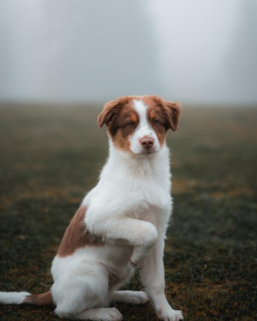 Dog at a misty field - 2092673
