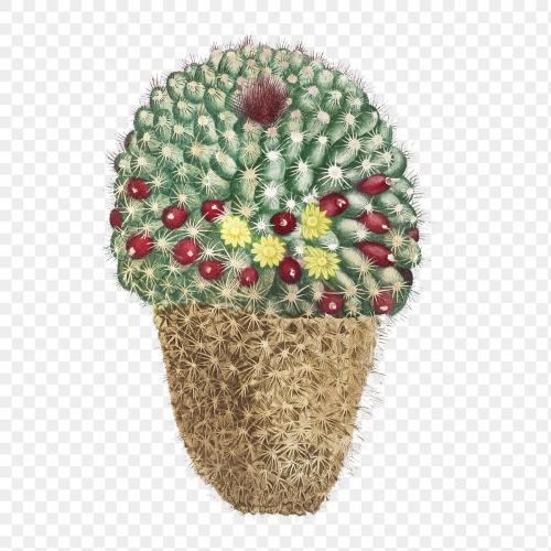Cactus Mammillaria transparent png - 2095757
