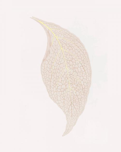 Adelaster Albivenis, engraved leaf vintage illustration vector, remix from original artwork of Benjamin Fawectt - 2267544