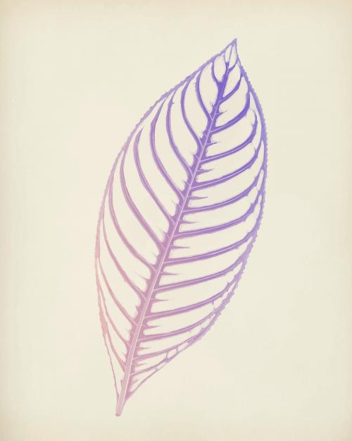 Sanchezia Nobilis, engraved Tiger Plant leaf vintage illustration vector, remix from original artwork of Benjamin Fawcett. - 2267560