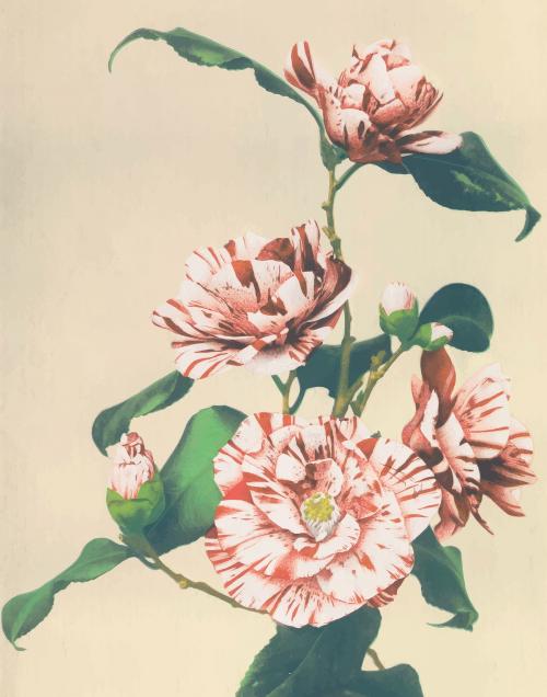 Striped Camellias vintage vector artwork, remix from orginal photography. - 2271367