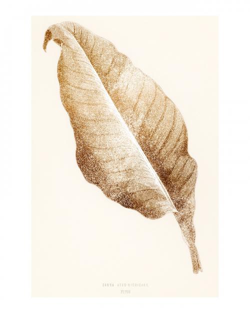 Golden Canna leaf vintage illustration wall art print and poster. Remix from original artwork. - 2266768