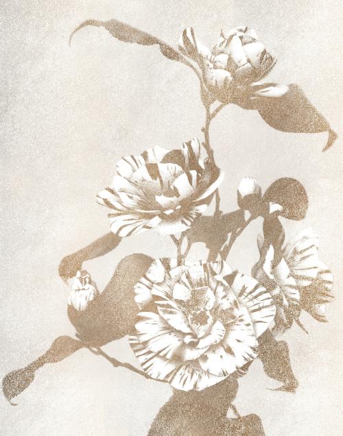 Sepia striped Camellias vintage illustration artwork, remix from orginal photography. - 2269652