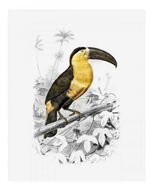 Golden Toucan (Ramphastos) vintage illustration, remix from original artwork. - 2271326