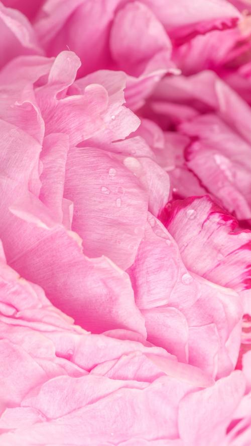Pink peony petals macro photography background - 2293652