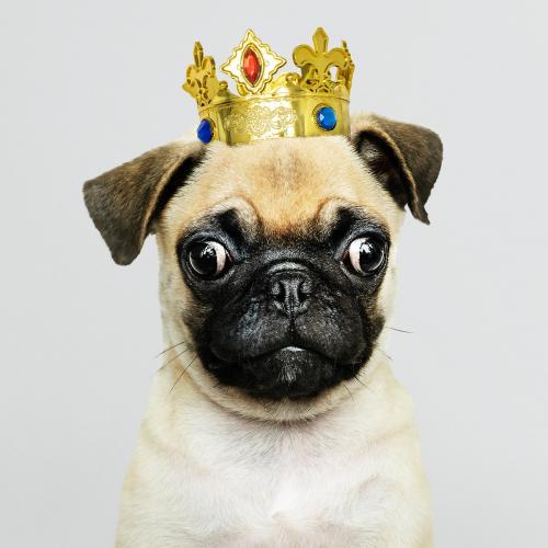 Cute Pug puppy in a gold crown - 2024868