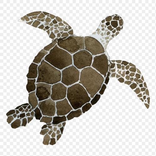 Watercolor painted sea turtle transparent png - 2045281