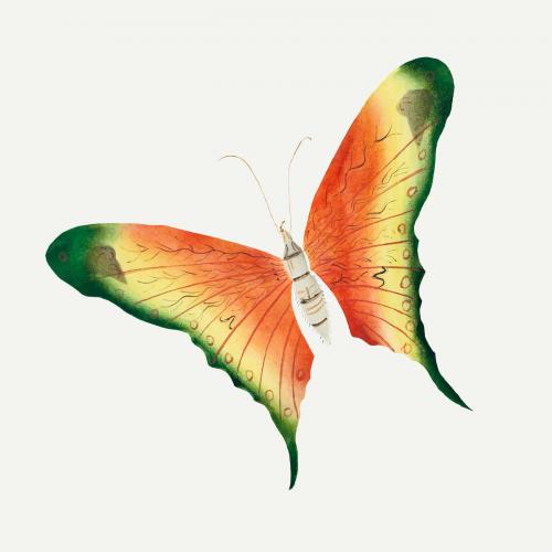 Butterfly vintage illustration vector - 2208409