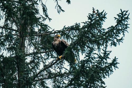 Wild eagle perched on a tree - 2097957