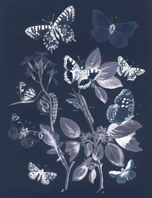 Butterflies and moths vintage vector, remix from original painting by William Forsell Kirby - 2265651