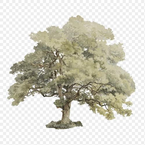 Vintage oak tree illustration transparent png - 2109262