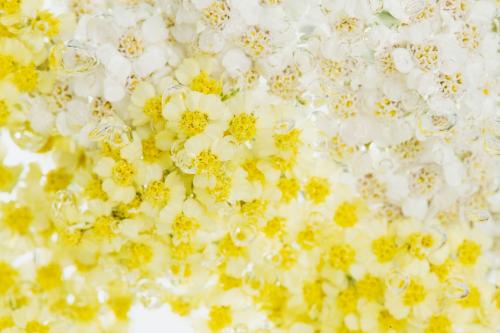 Yarrow flowers with air bubbles - 2271176