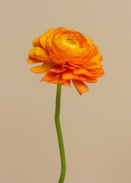 Blooming orange ranunculus flower - 2276420