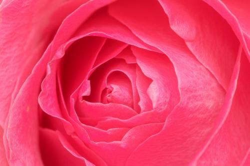 Vibrant pink rose petals macro photography - 2279824