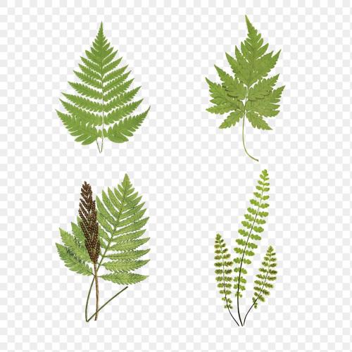 Set of fern leaves transparent png - 2096170