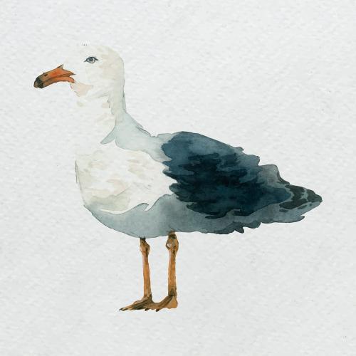Watercolor painted seagull on white canvas vector - 2045489