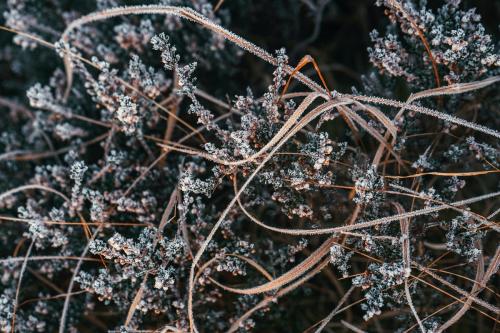 Grass covered with frost at Glen Coe in Scotland - 2097813