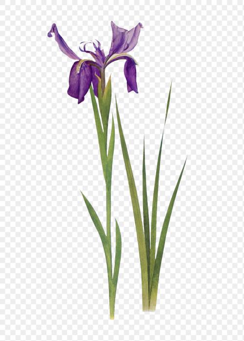 Vintage Iris flower illustration transparent png - 2098261