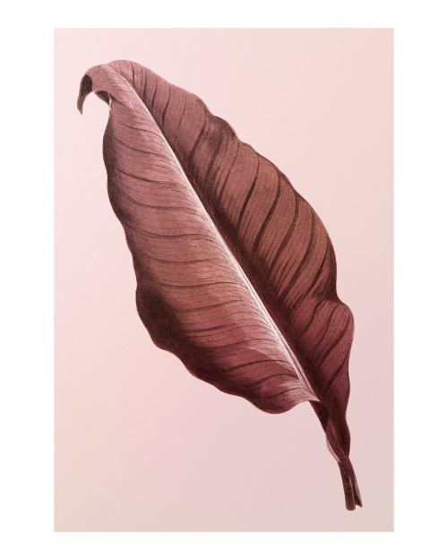 Botany Canna leaf vintage illustration wall art print and poster. Remix from original artwork. - 2266771