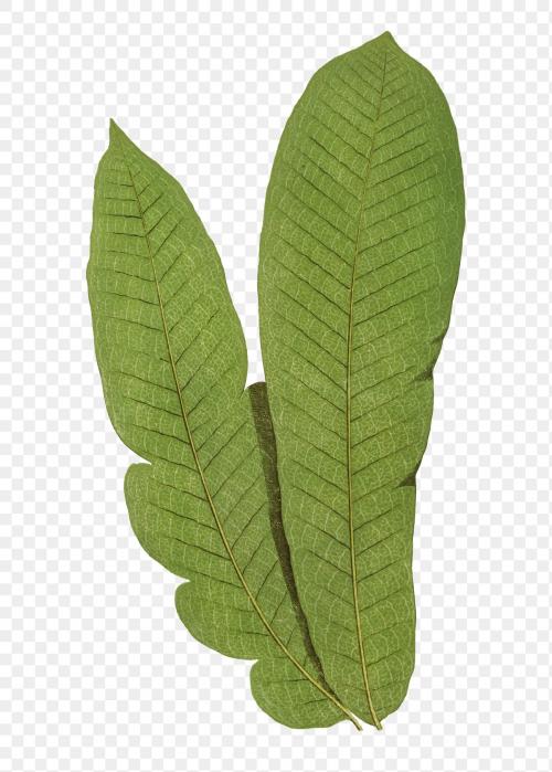 Polypodium Musaefolium fern leaf illustration transparent png - 2095718