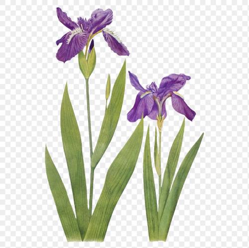 Vintage Iris flower illustration transparent png - 2097119