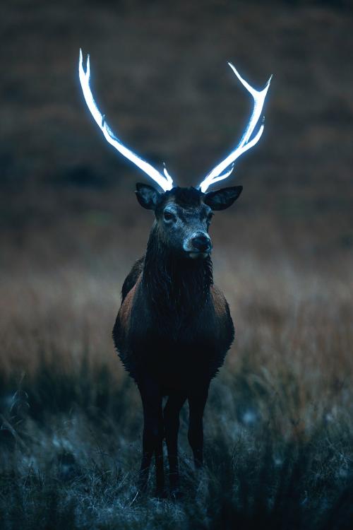 Wild deer with beautiful large antlers - 2100308