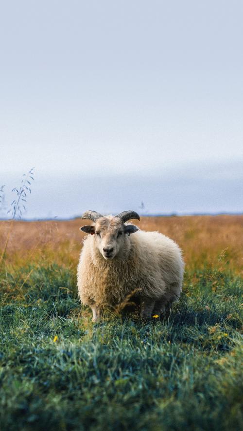 Scottish sheep standing alone on a field mobile phone wallpaper - 1227108