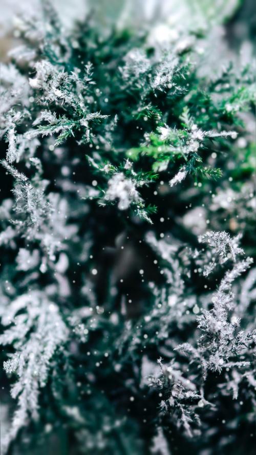 Closeup of spruce covered with snow mobile phone wallpaper - 1229603