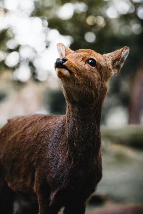 Sika deer in Nara Park, Japan - 843936