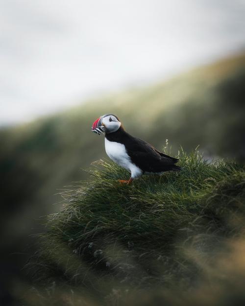 Closeup of a puffin with fish in its beak - 1227118
