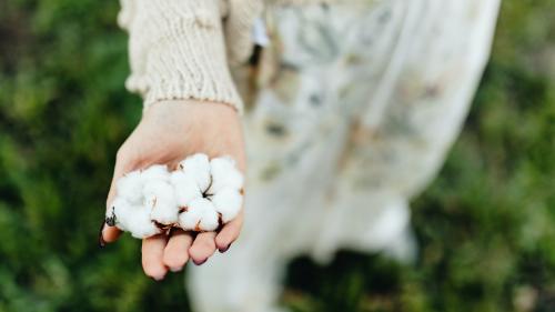 Cotton flowers on a woman's hand - 1232055