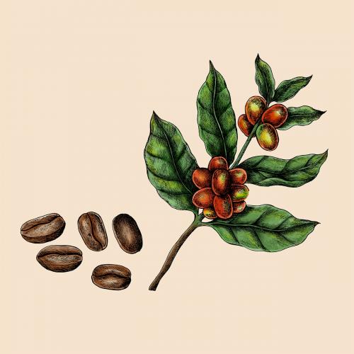 Hand drawn fresh coffee beans vector - 1016449