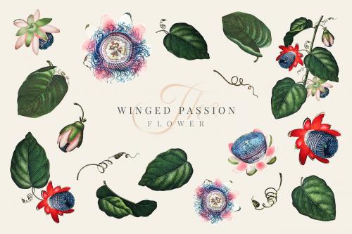 The winged passion flower collection vector - 1016586