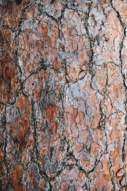 Brown detailed wooden textured background - 1221448
