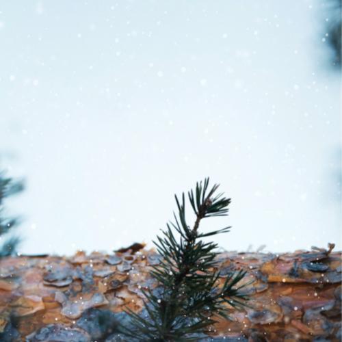 Pine branches in a snowy day background - 1229551