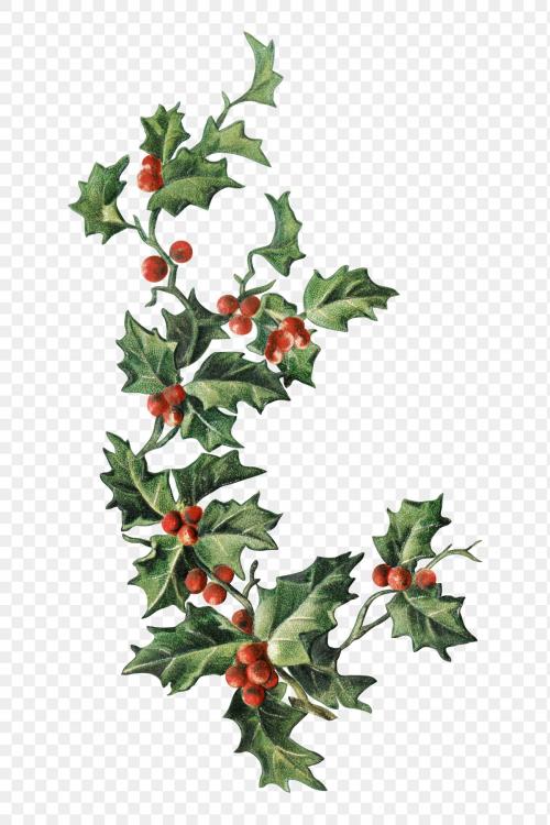 Festive holly leaves transparent png - 1232729