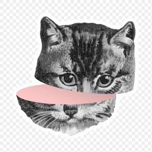 Staring cat sticker transparent png - 1234862