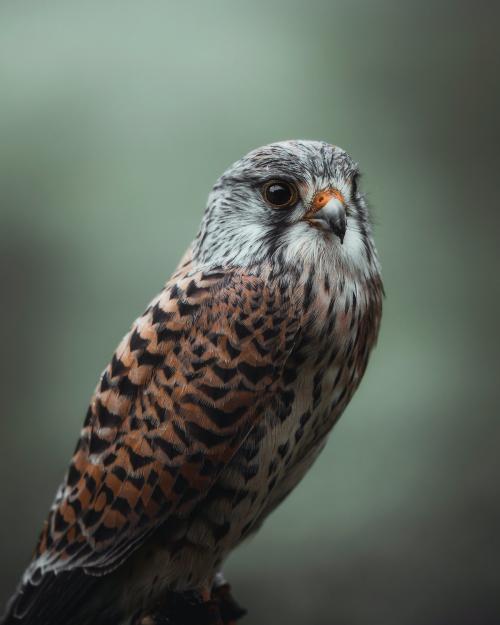 Closeup of a wild hawk background - 1227085