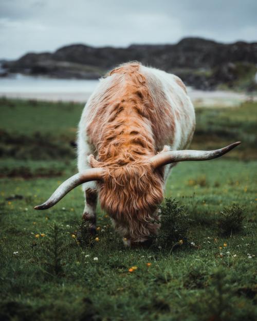 Scottish Highland calf in the field - 1227087
