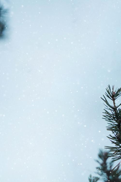 Pine branches in a snowy day background - 1229765