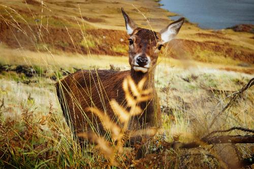 Deer in a field at Glen Etive, Scotland - 1230611