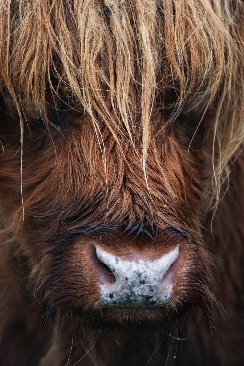 Closeup of hairy Scottish Highland Cattle - 1233331