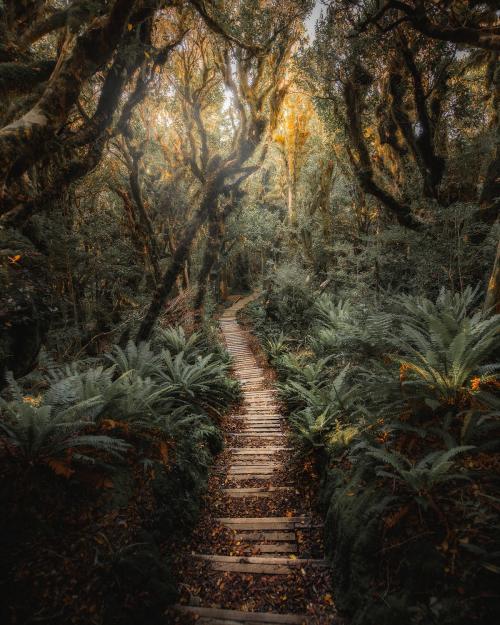 Pathway in New Zealand tropical jungle - 1234791