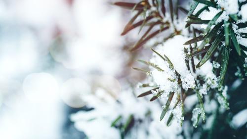 Closeup of spruce covered with snow - 1229699