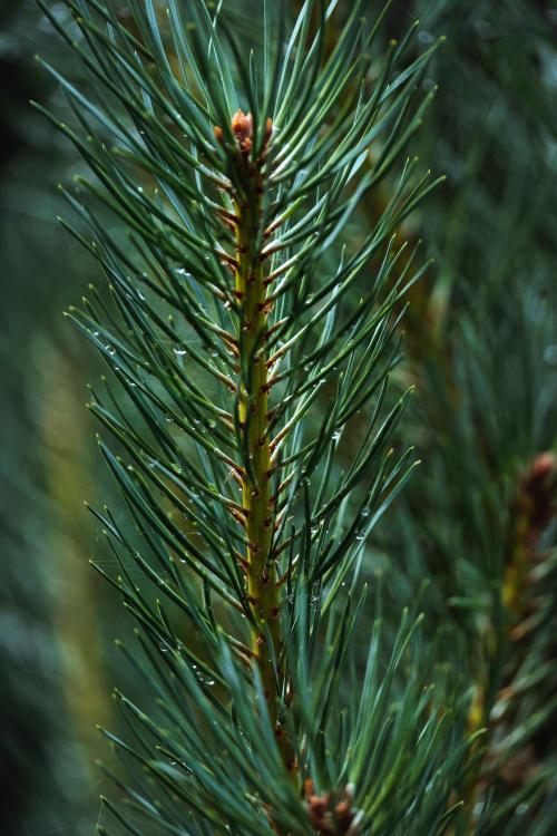 Macro shot of pine branch - 1230587