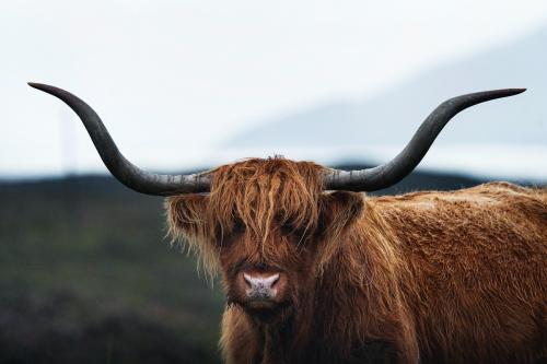 Closeup of hairy Scottish Highland Cattle - 1233448