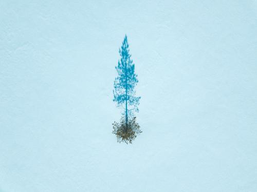 Aerial view of a tree on a snow-covered ground - 846357