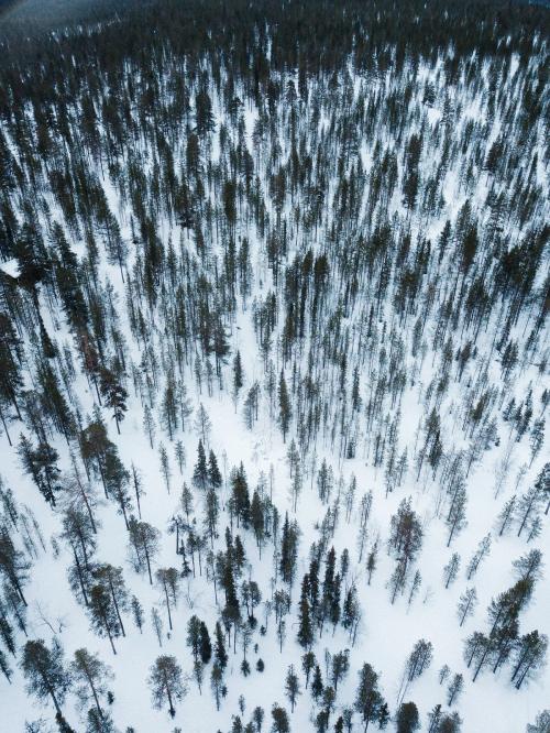 Aerial view of a snowy forest - 846369